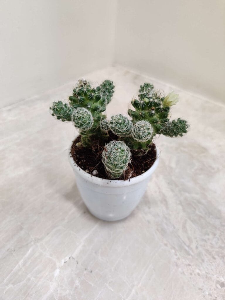 Mammillaria Gracilis 'Antje' cactus in a white pot, displaying clusters of small green stems with white spines and a delicate flower, perfect for succulent collections.