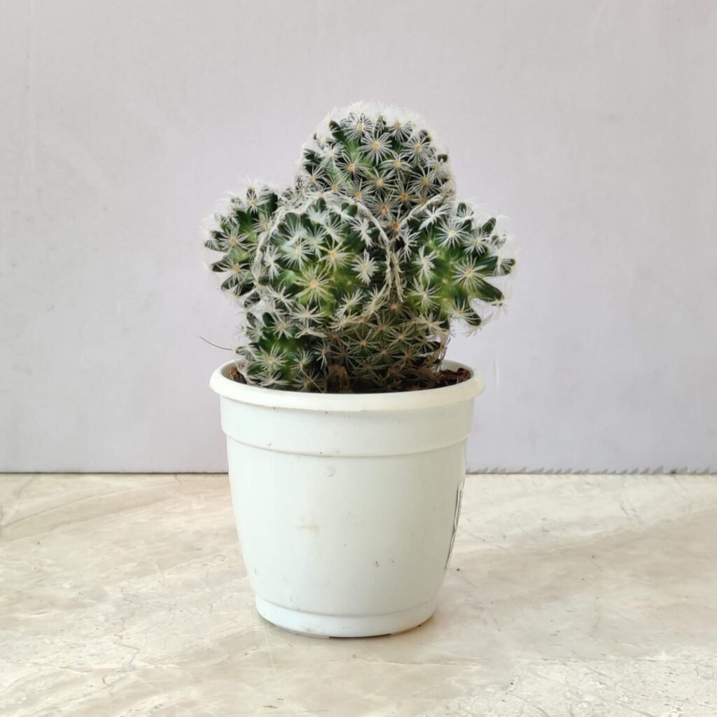 Mammillaria white spine cactus in a white pot for home decor