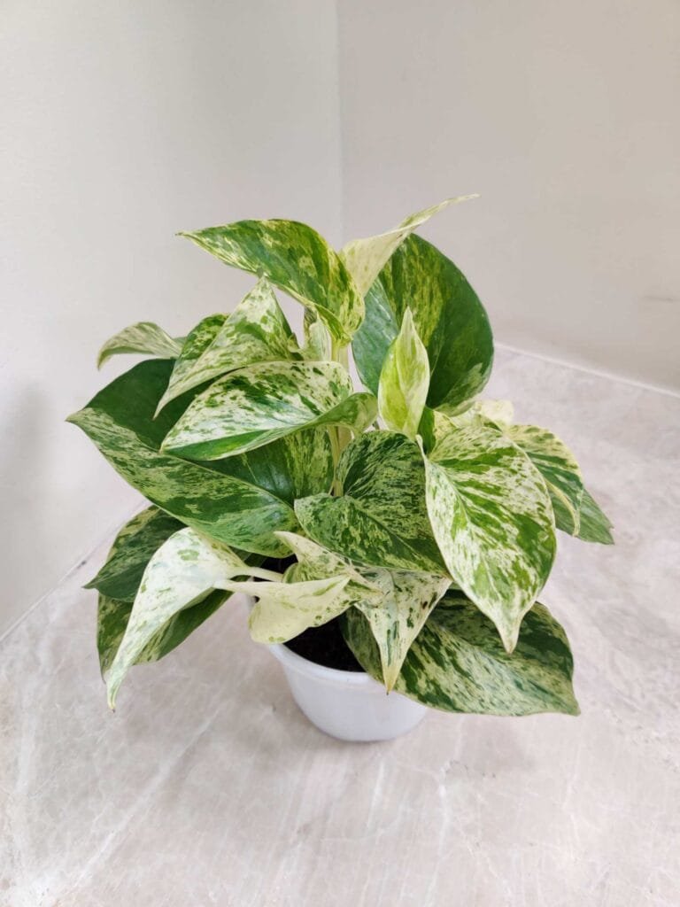 Indoor variegated pothos plant ideal for home decoration
