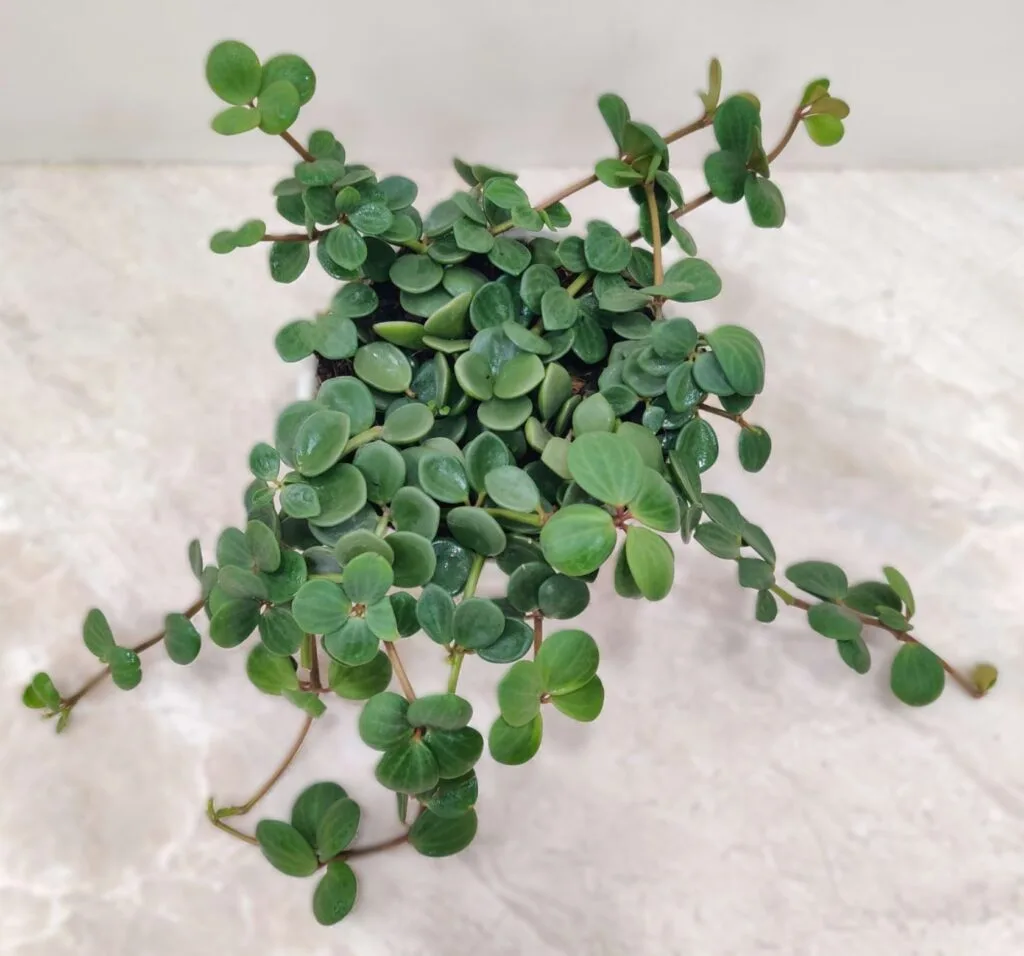 A healthy Peperomia Hope plant with lush, round leaves and trailing stems, adding a touch of greenery to any home