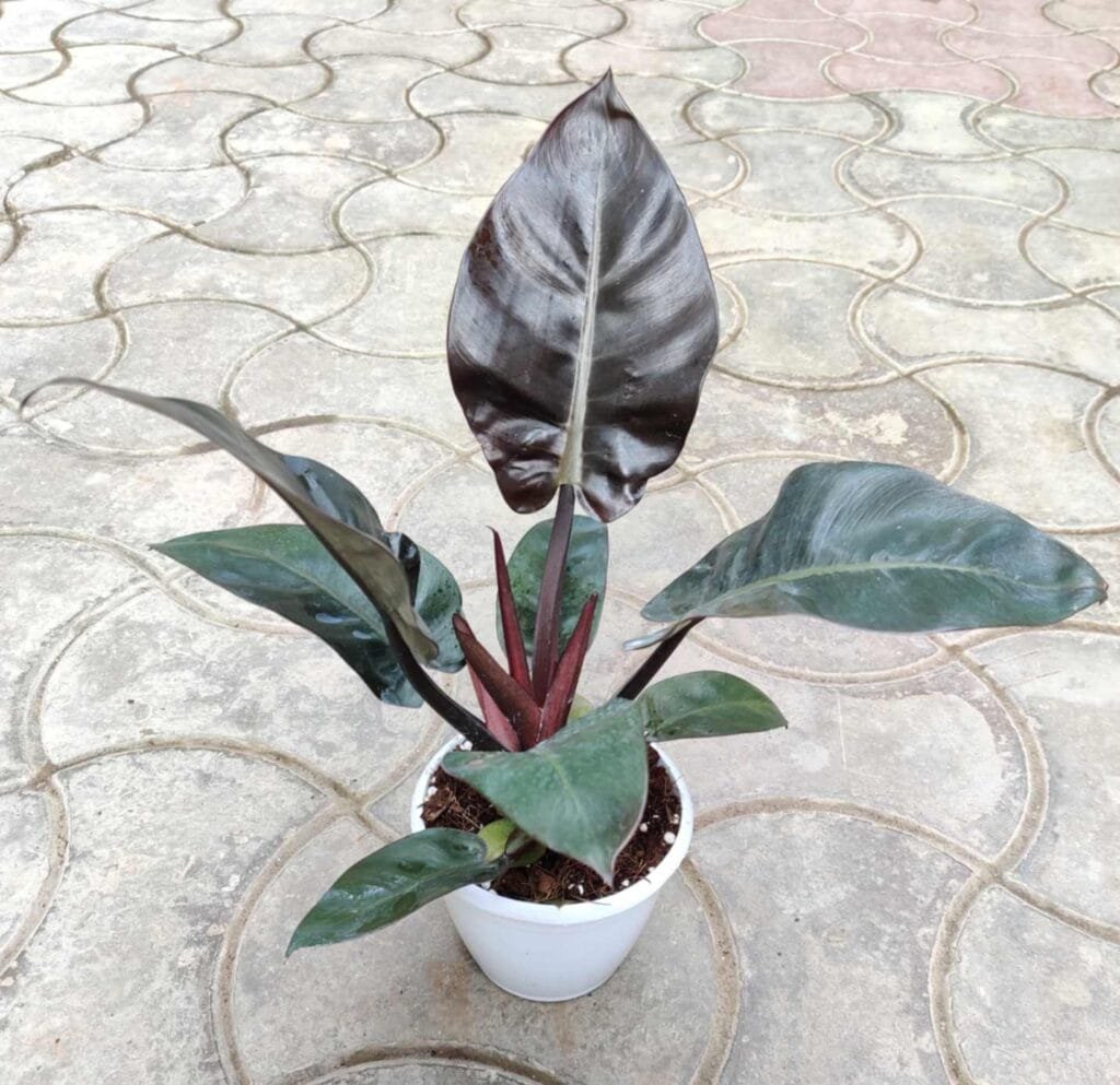 Rare Philodendron Black Cardinal houseplant featuring glossy, dark leaves and upright growth.