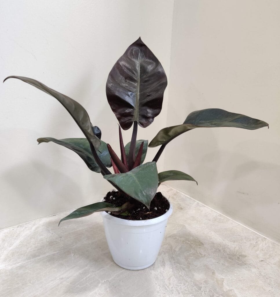 Philodendron Black Cardinal indoor plant with dark burgundy to black glossy leaves in a white pot
