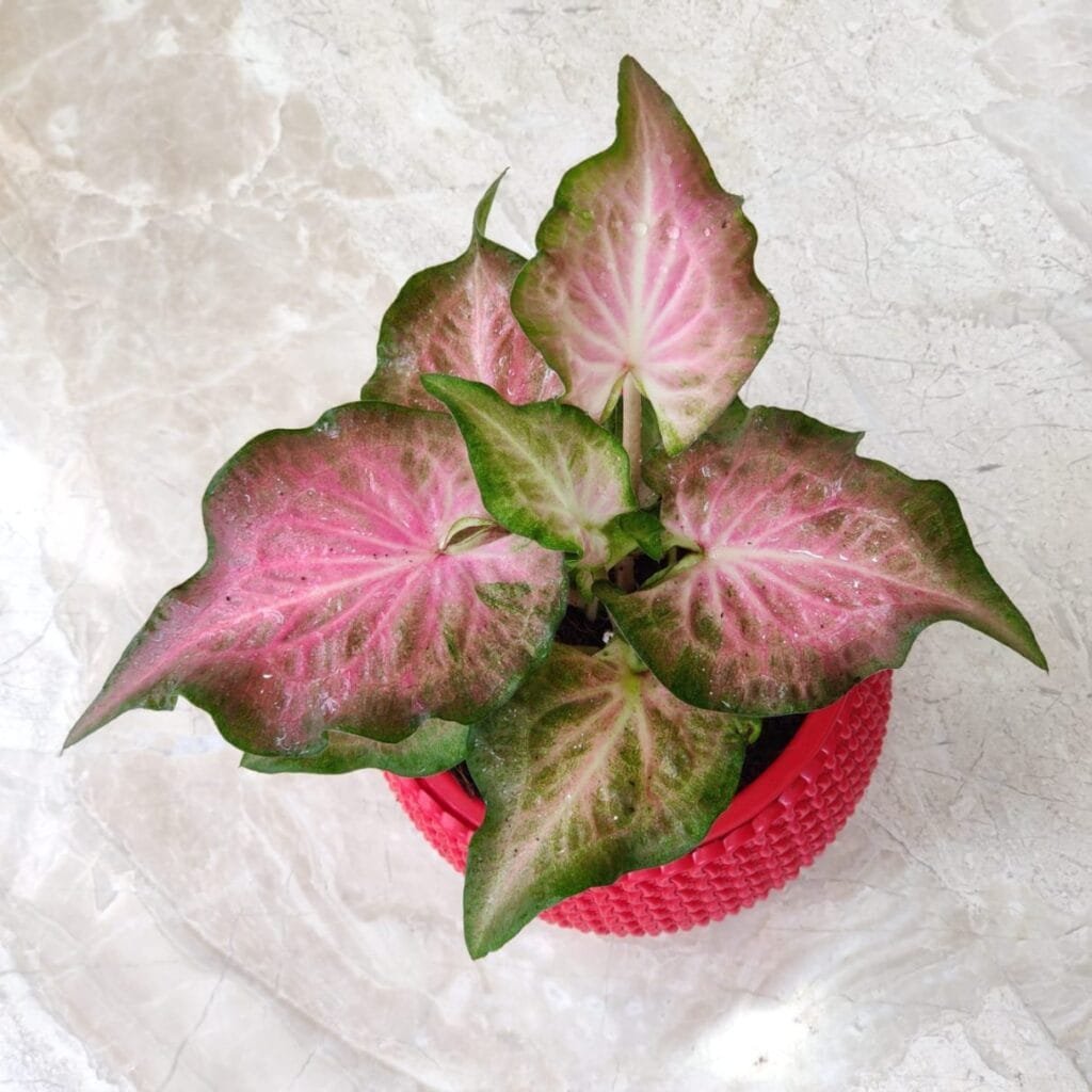 A vibrant pink Caladium plant with large, heart-shaped leaves in a red pot