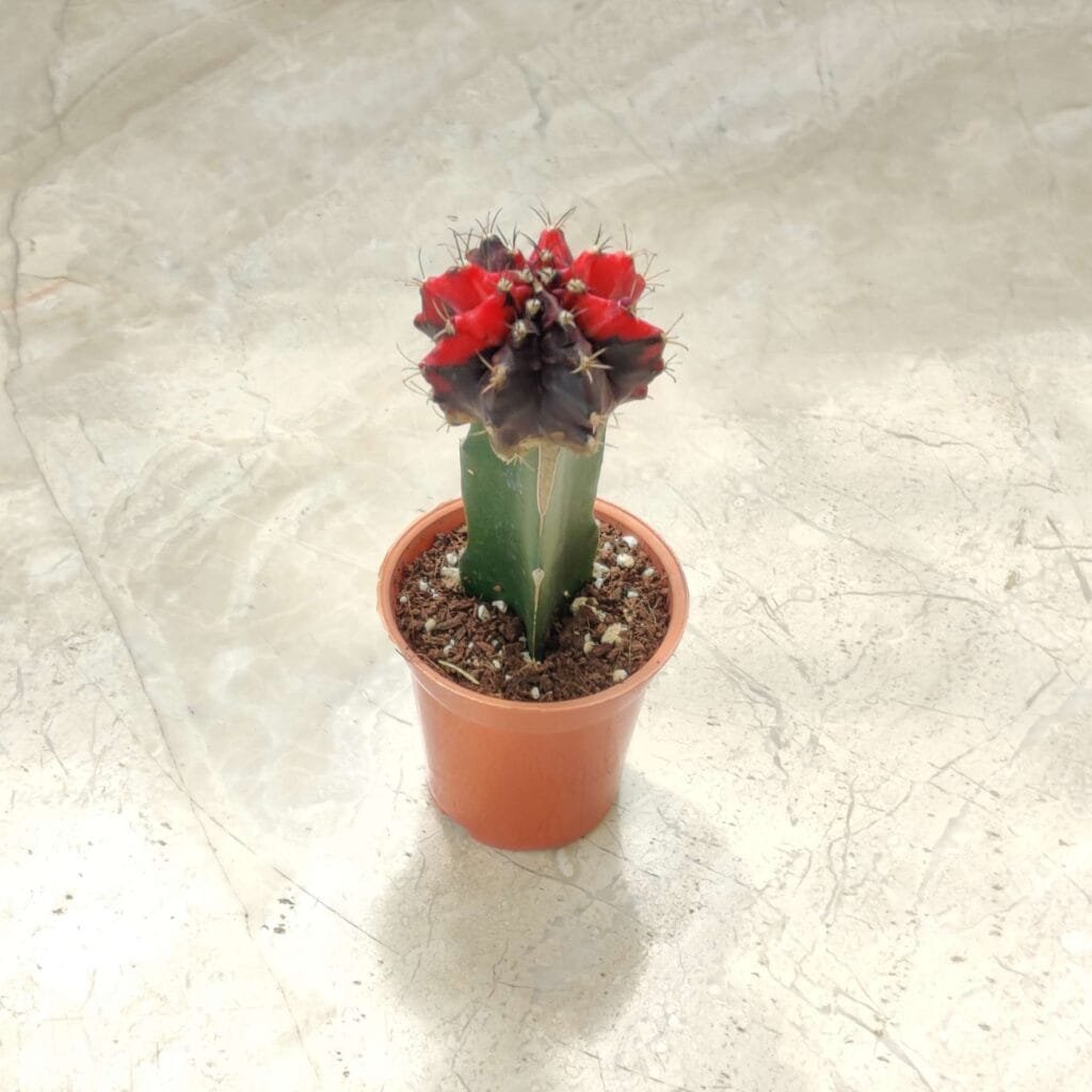 Grafted red cactus plant in a brown pot for indoor decoration