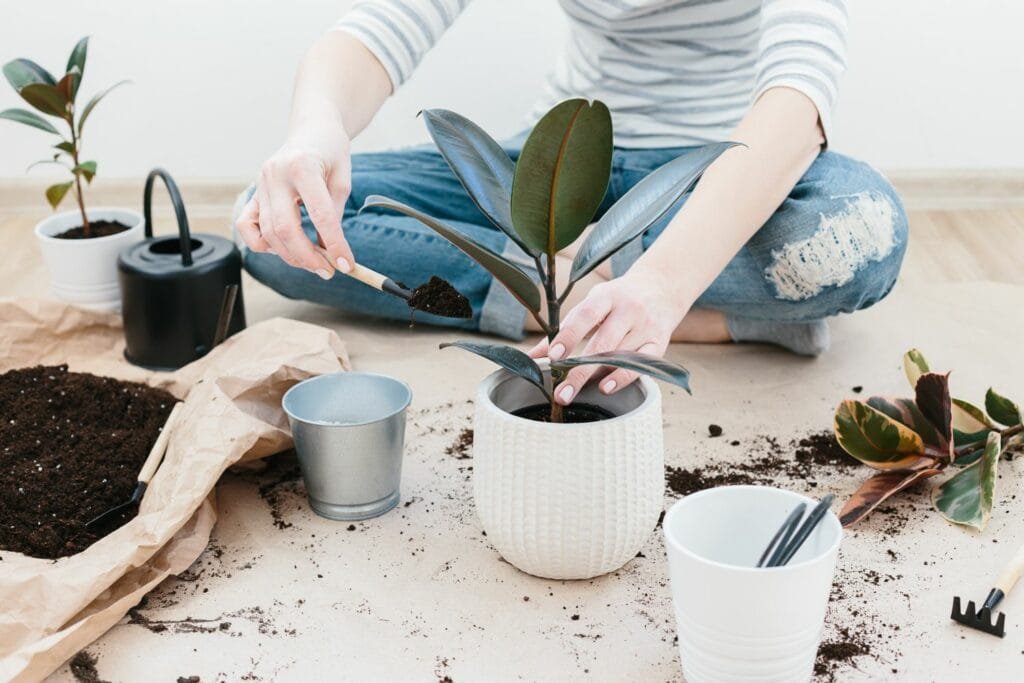 Repotting a rubber plant