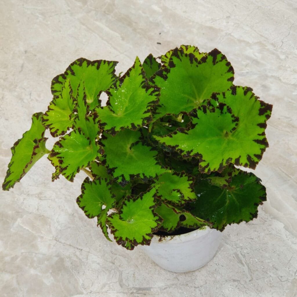 A healthy Rex Begonia plant, showcasing proper care techniques