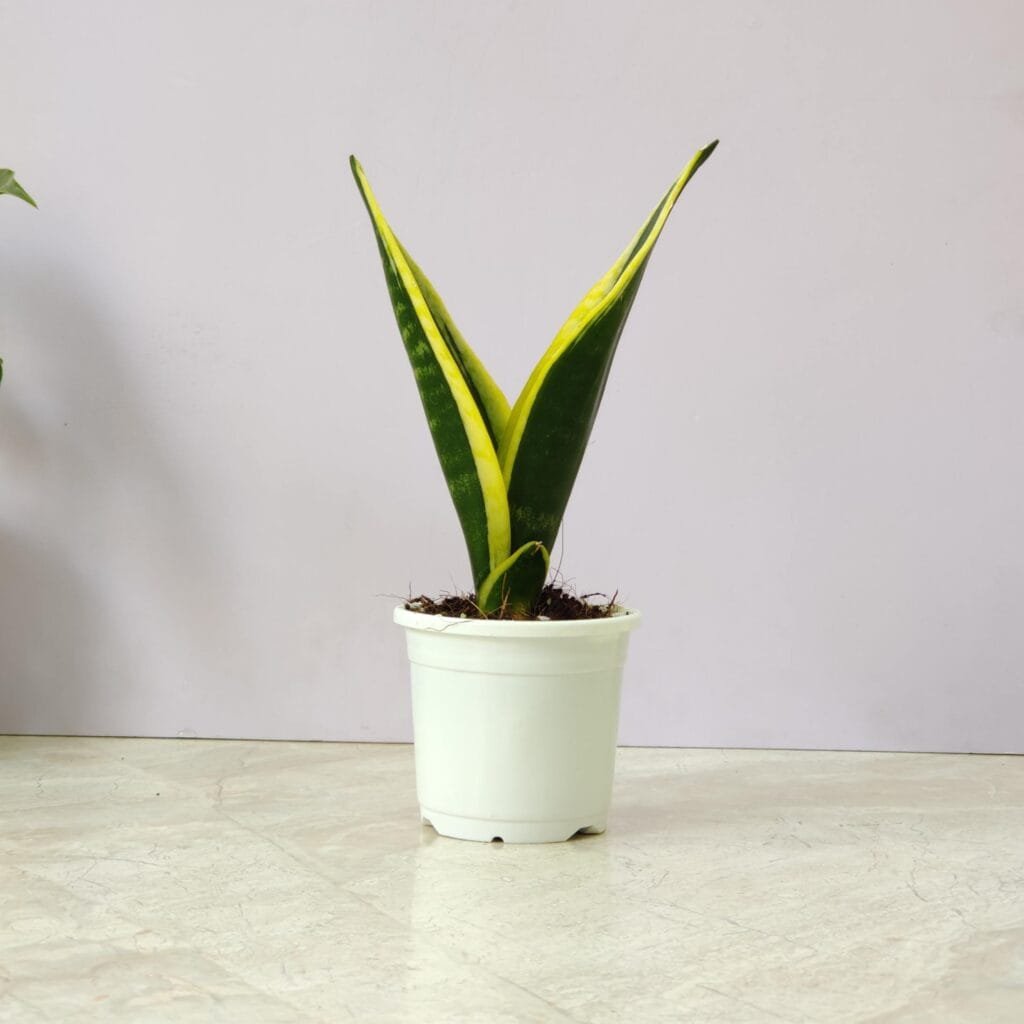 Sansevieria Black Gold snake plant in a white pot, showcasing its tall, sword-shaped leaves with striking dark green centers and golden yellow margins, an ideal indoor plant for air purification