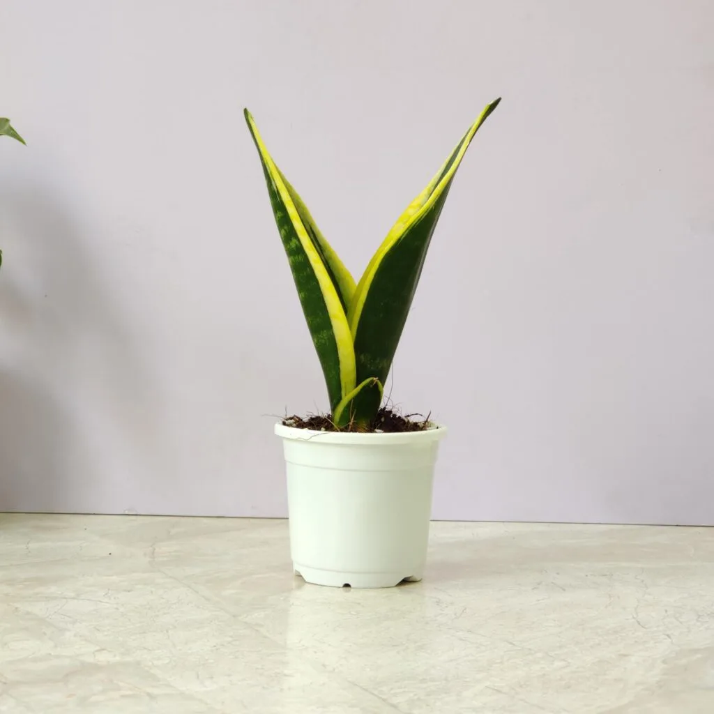 Sansevieria Black Gold snake plant in a white pot, showcasing its tall, sword-shaped leaves with striking dark green centers and golden yellow margins, an ideal indoor plant for air purification