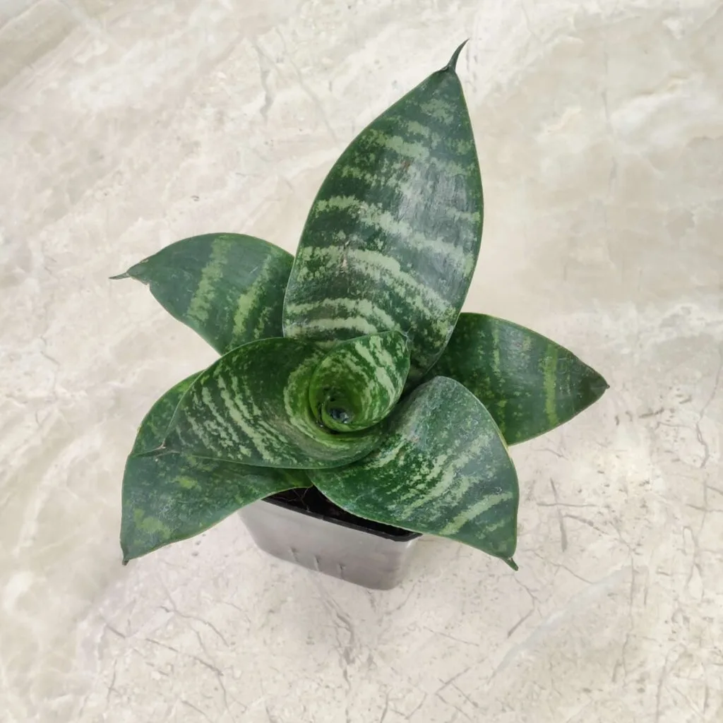 Green Sansevieria Hahnii compact snake plant in a small pot, known for its rosette growth and vibrant green striped leaves, perfect for indoor decor