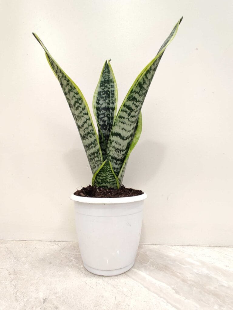 Sansevieria Suparba snake plant in a white pot, showcasing its upright, sword-shaped leaves with unique patterns, an ideal indoor plant