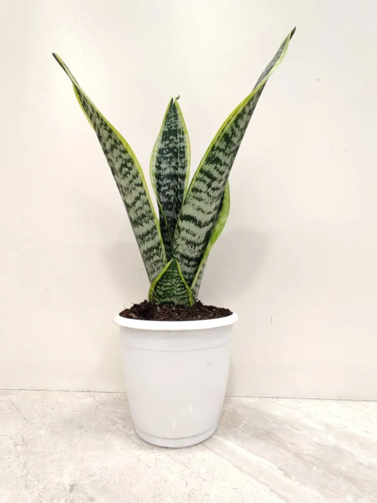 Sansevieria Suparba snake plant in a white pot, showcasing its upright, sword-shaped leaves with unique patterns, an ideal indoor plant