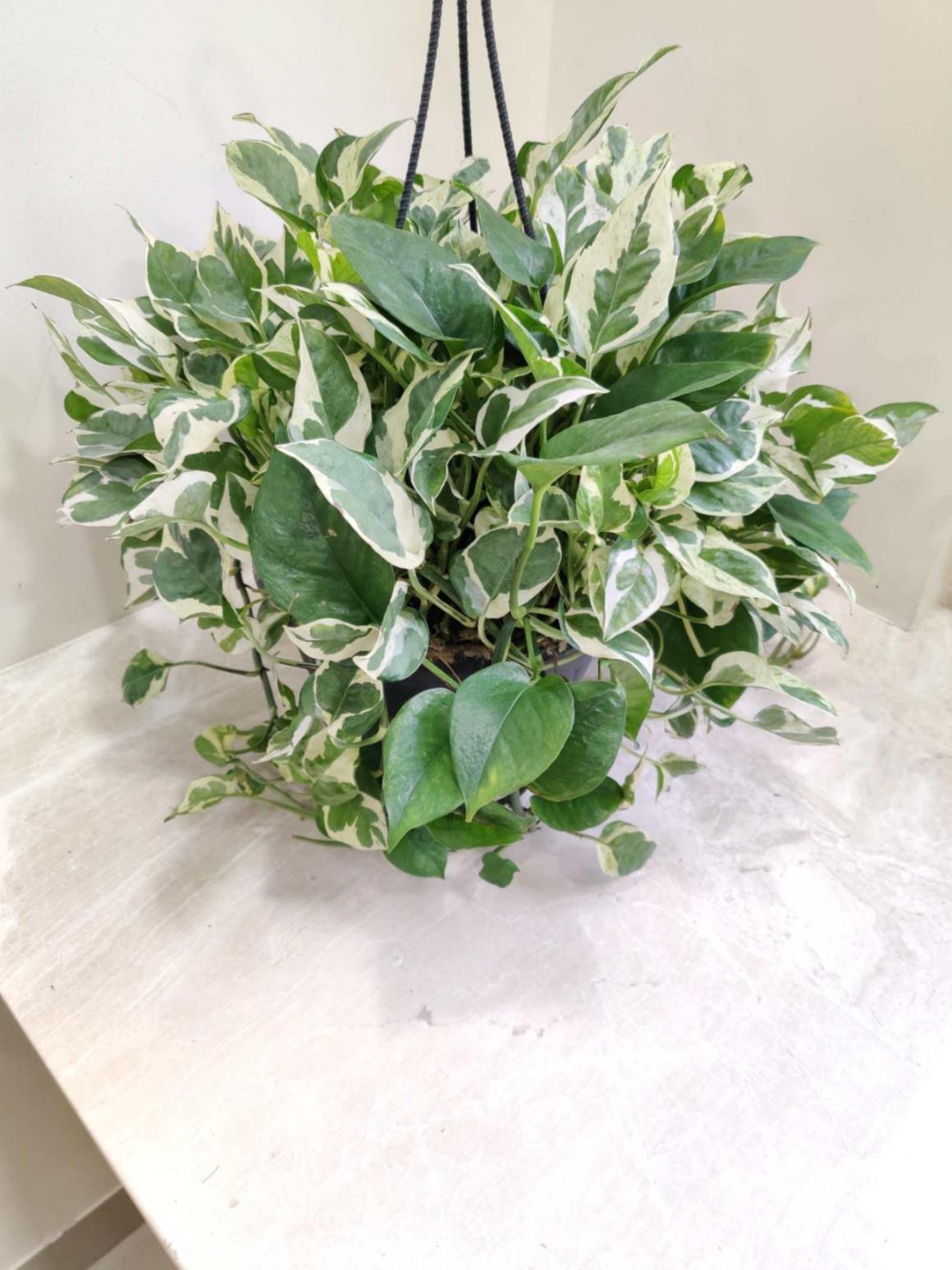 Variegated money plant hanging indoor pothos with green and white leaves