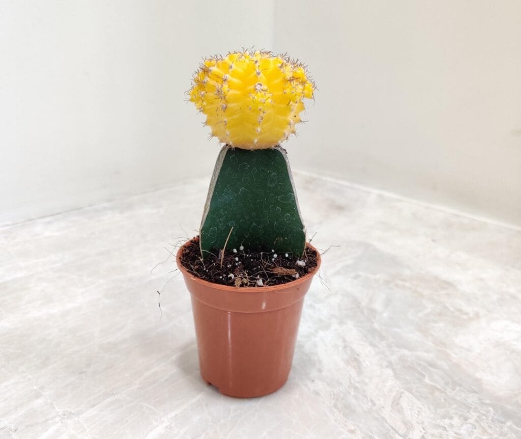 Yellow moon cactus grafted on green rootstock in a small pot, perfect for indoor gardening