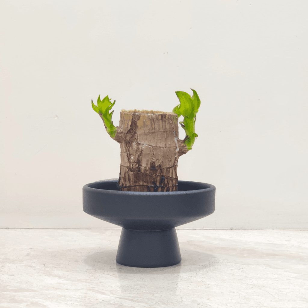 Dracaena fragrans Brazilian Lucky Wood plant with multiple stems and green leaves in a minimalist indoor setting