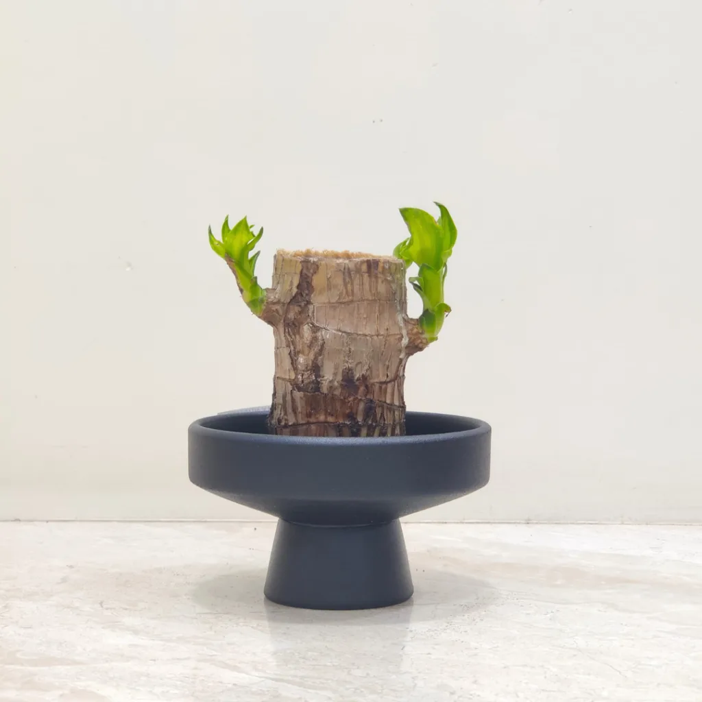 Dracaena fragrans Brazilian Lucky Wood plant with multiple stems and green leaves in a minimalist indoor setting