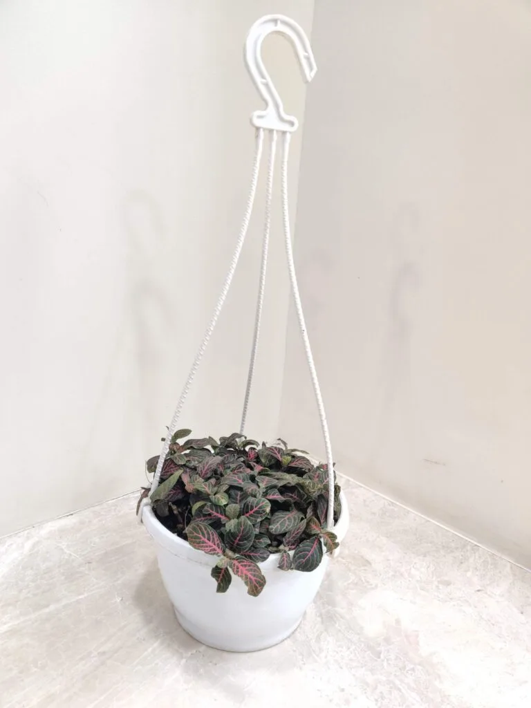 Beautiful Fittonia plant in a white hanging pot with vibrant pink-veined leaves