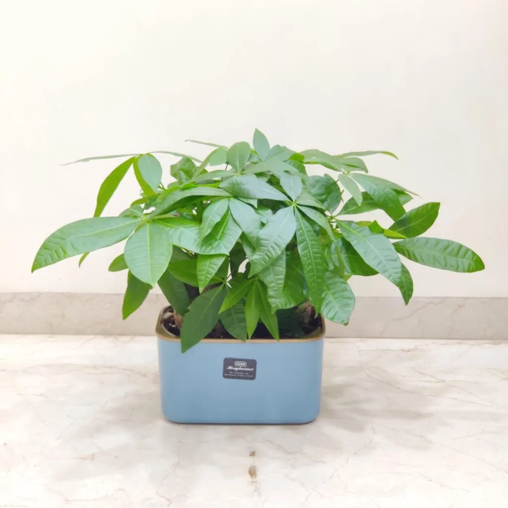 Lush green Money Tree (Pachira Aquatica) in a stylish blue pot placed on a marble floor