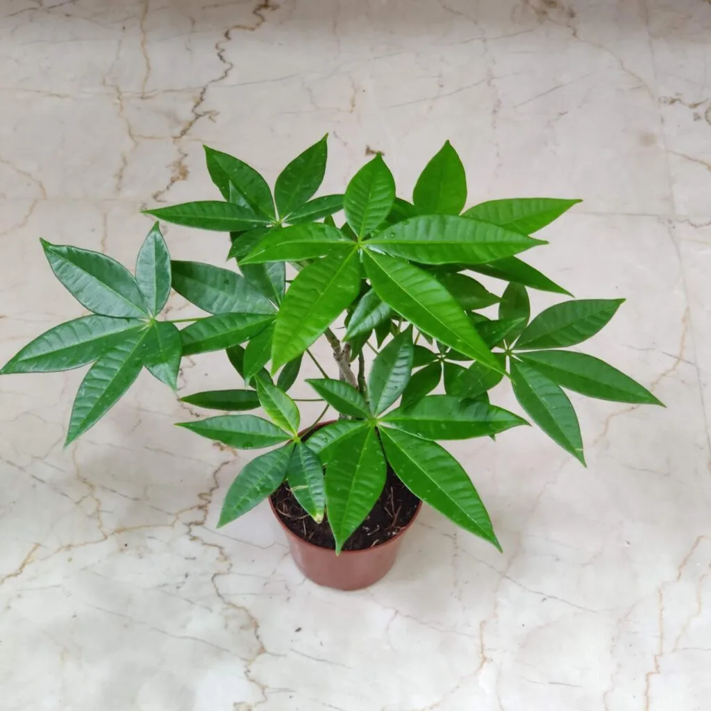 Healthy Pachira aquatica (Money Tree) plant in a brown pot, placed on a marble floor with vibrant green leaves