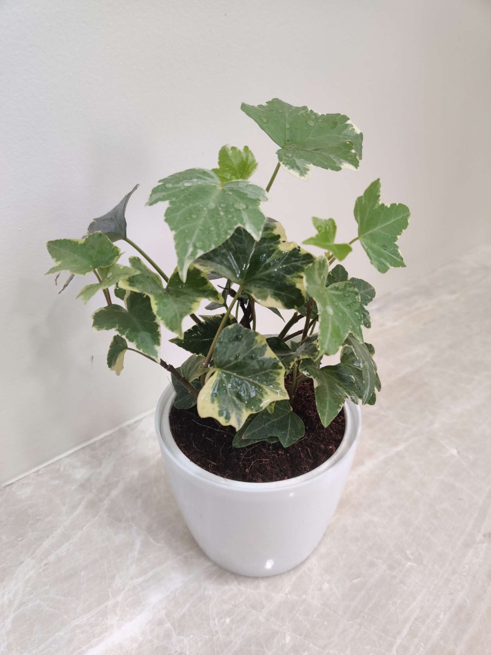 English Ivy plant in a white plastic pot, featuring lush green variegated leaves