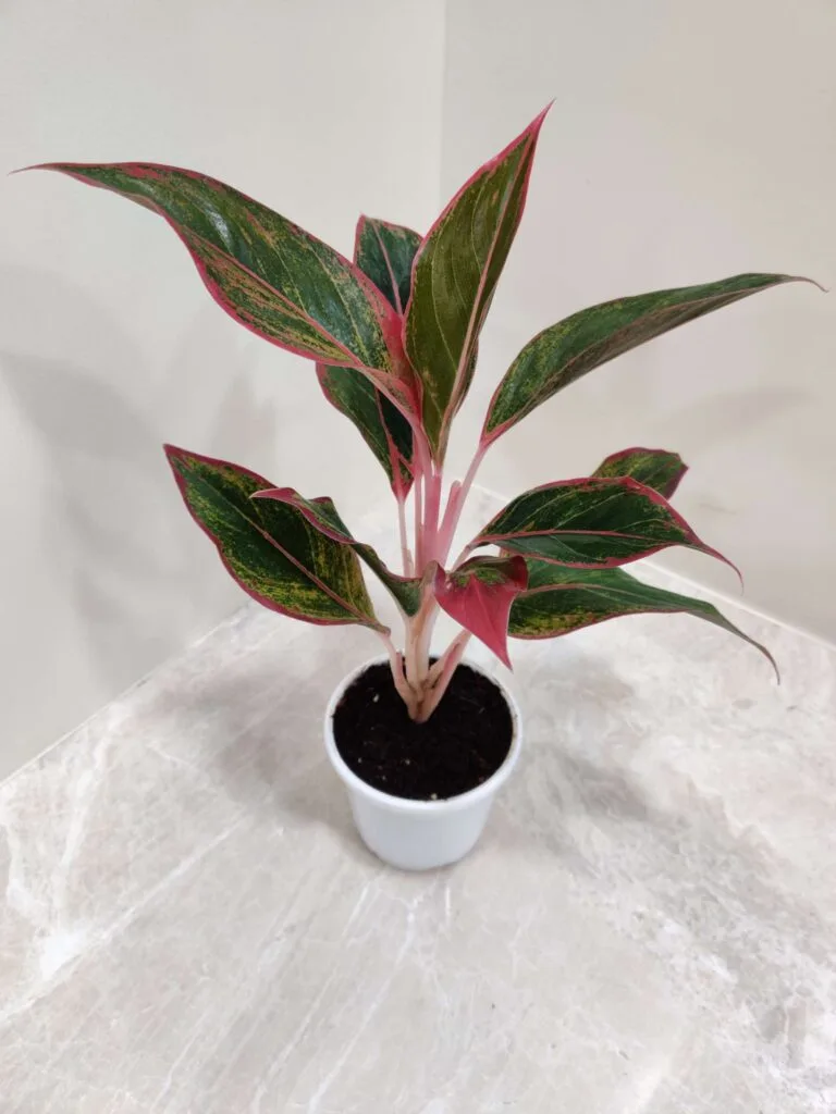 Aglaonema 'Red Lipstick' plant in a white pot