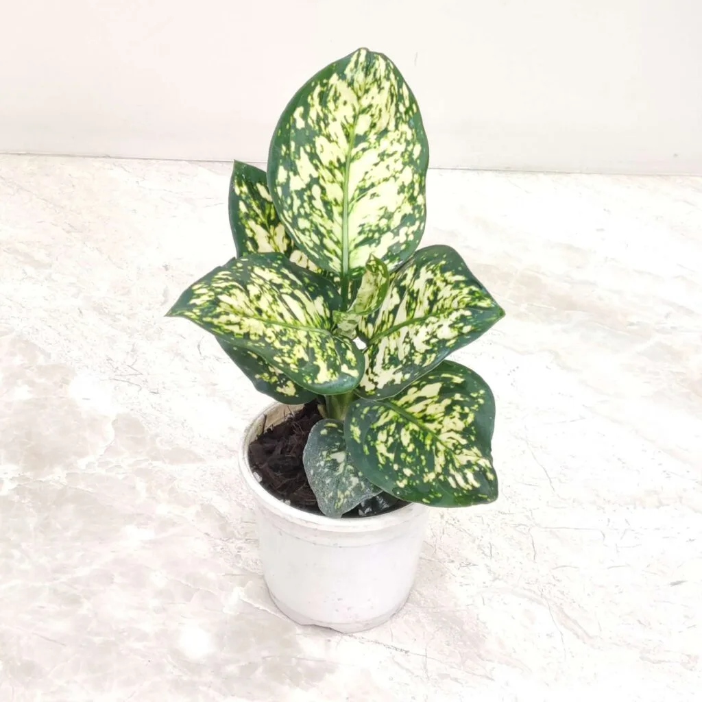 Aglaonema 'White Anjuman' plant in a white pot