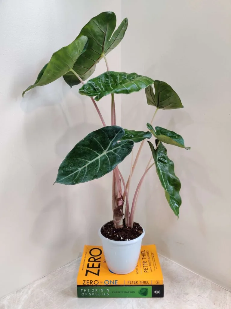 Alocasia 'Pink Dragon' with striking pink stems and variegated leaves