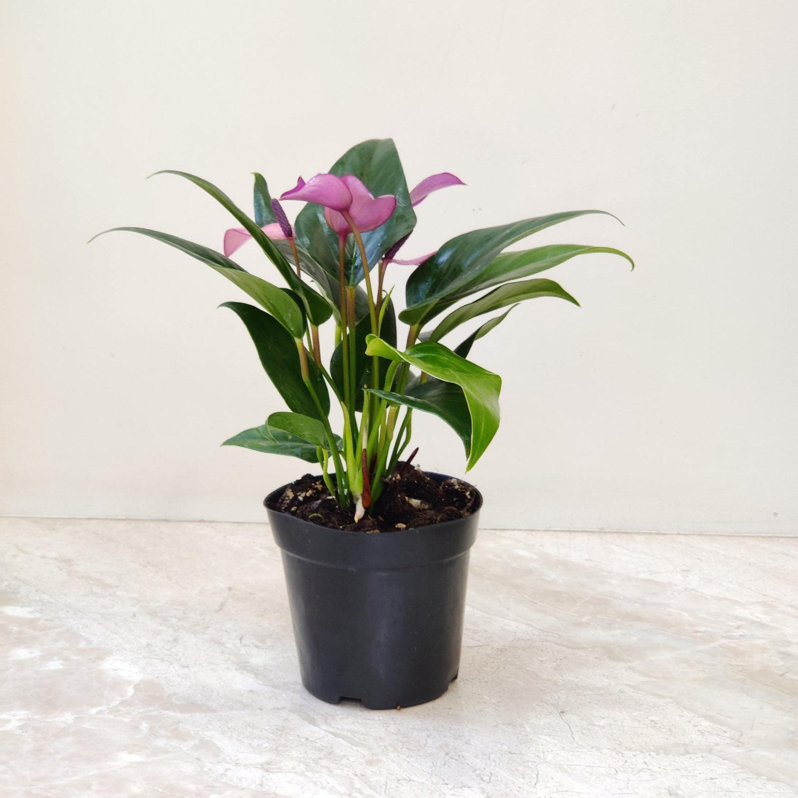 Beautiful flowering Anthurium for indoor decor