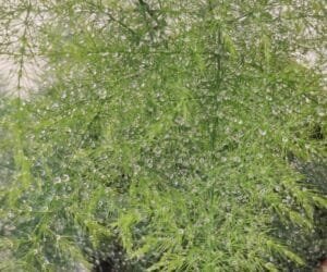 Asparagus Fern Care Guide: How to Grow, Water, and Maintain This Lush