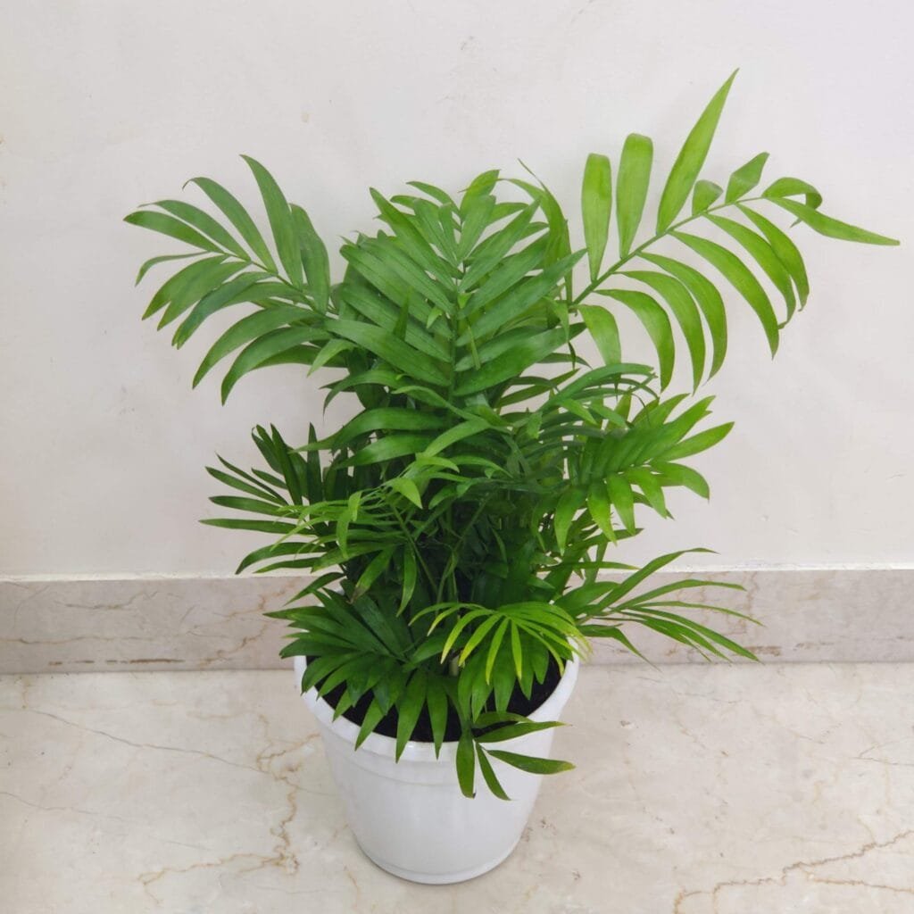 Healthy bamboo palm plant in a white pot placed indoors against a marble floor background