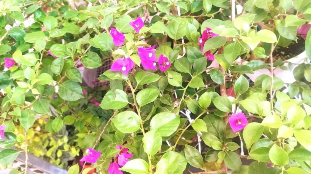 Bougainvillea plant with vibrant pink flowers and lush green leaves