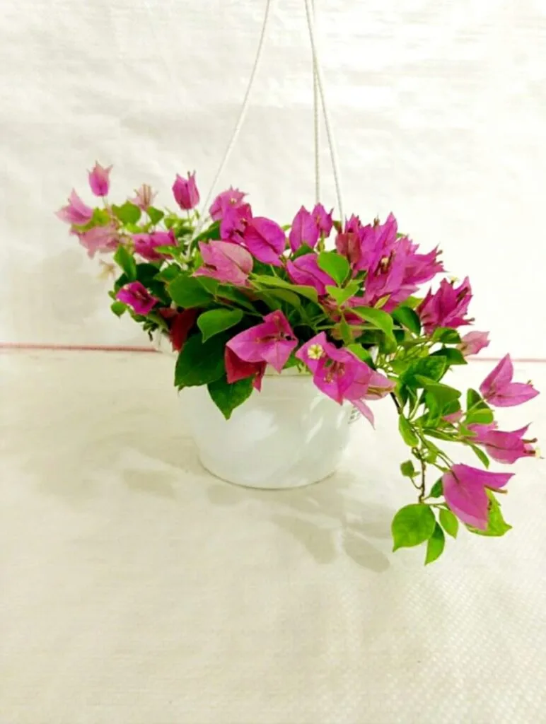 A vibrant pink bougainvillea plant in a white hanging basket
