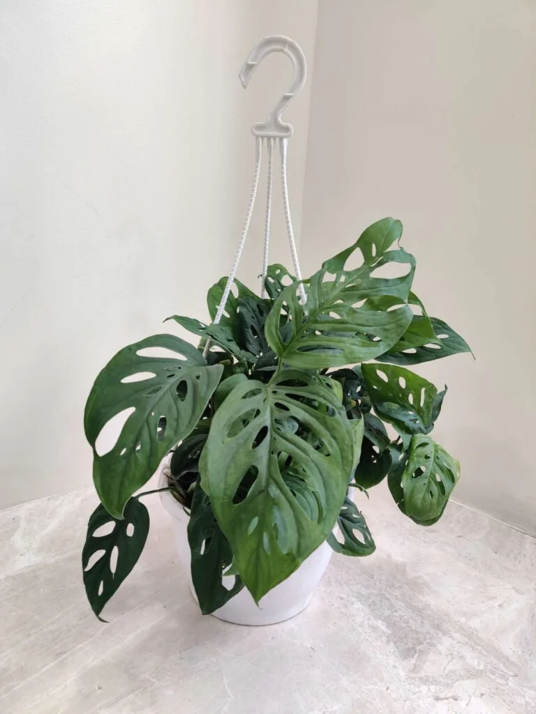 A Monstera adansonii plant with a partially broken leaf, hanging in a white pot