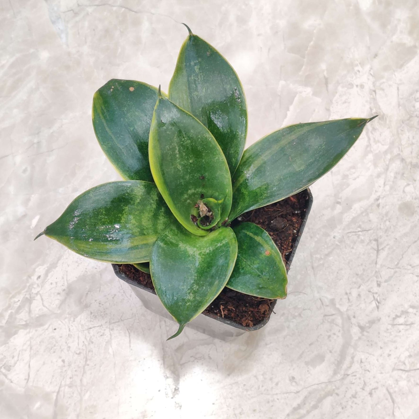 Dwarf Snake Plant (Sansevieria hahnii) with unique rosette shape