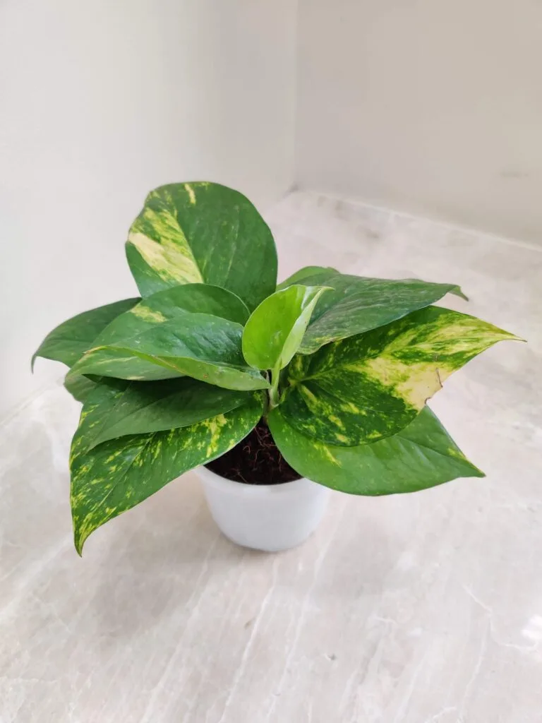A Golden Pothos plant (Epipremnum aureum 'Golden') in a white pot