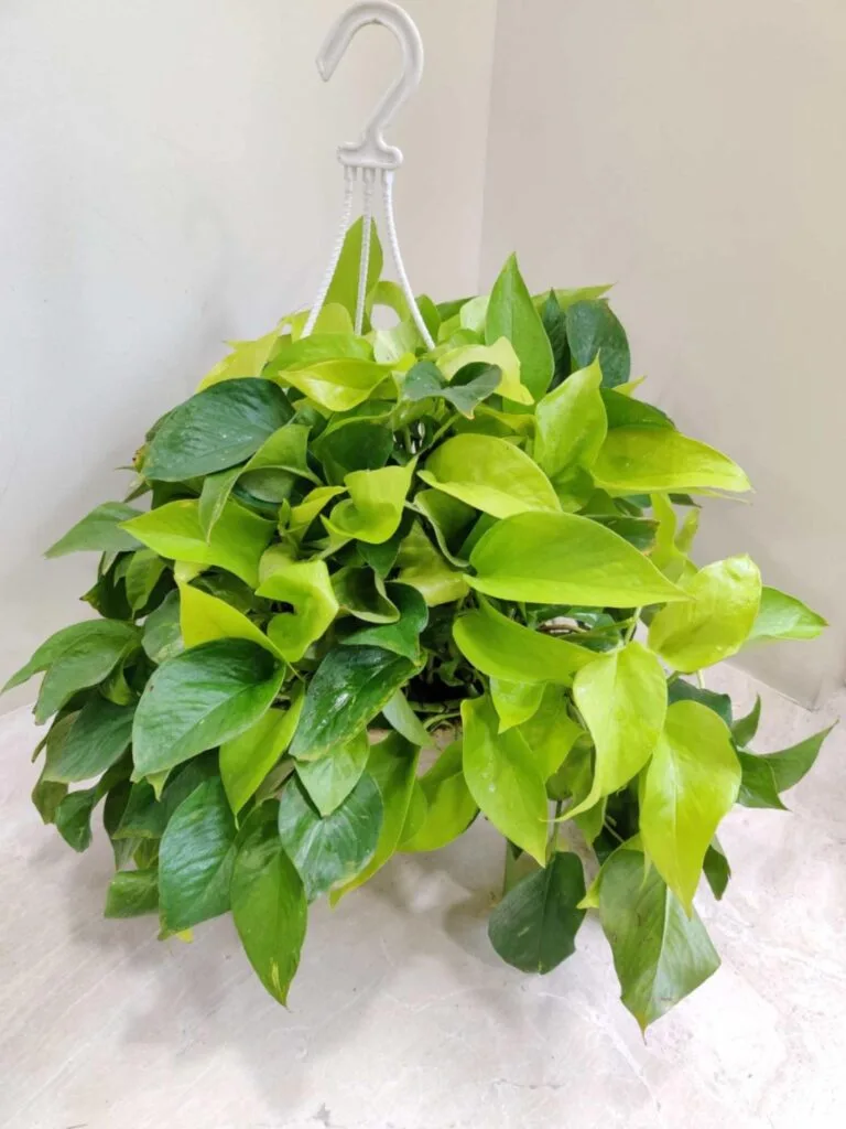 Beautiful Golden Pothos in a white hanging planter