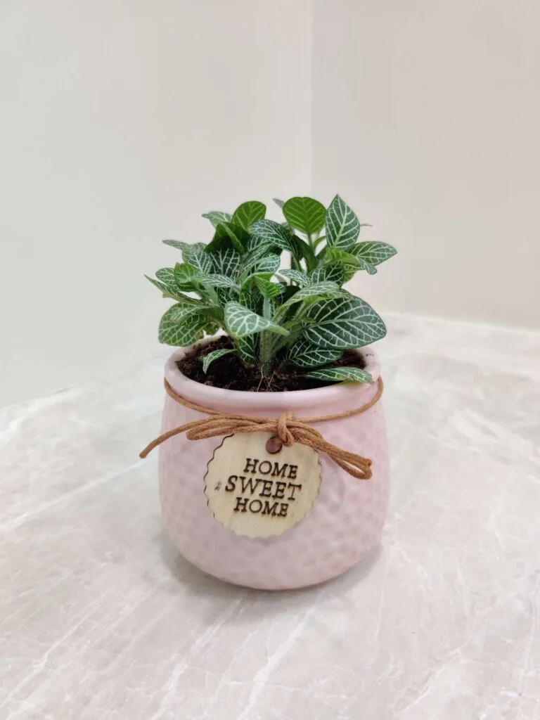 A vibrant green Fittonia plant with striking white veins nestled in a modern pink ceramic pot