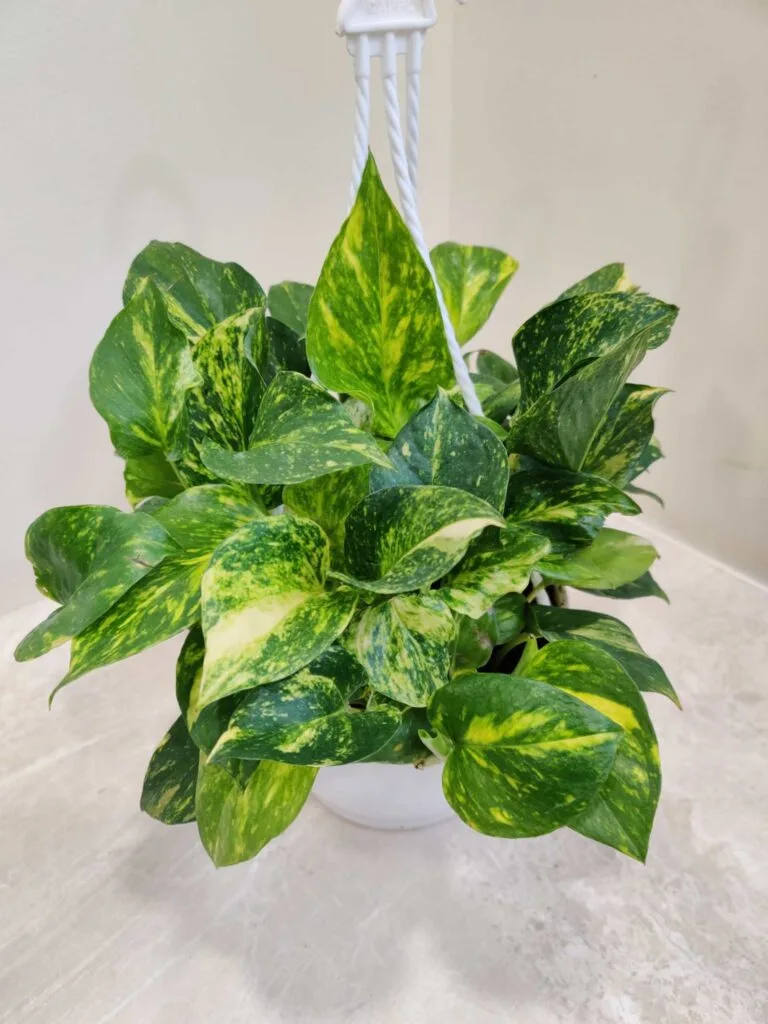 A green money plant (pothos) hanging in a white pot
