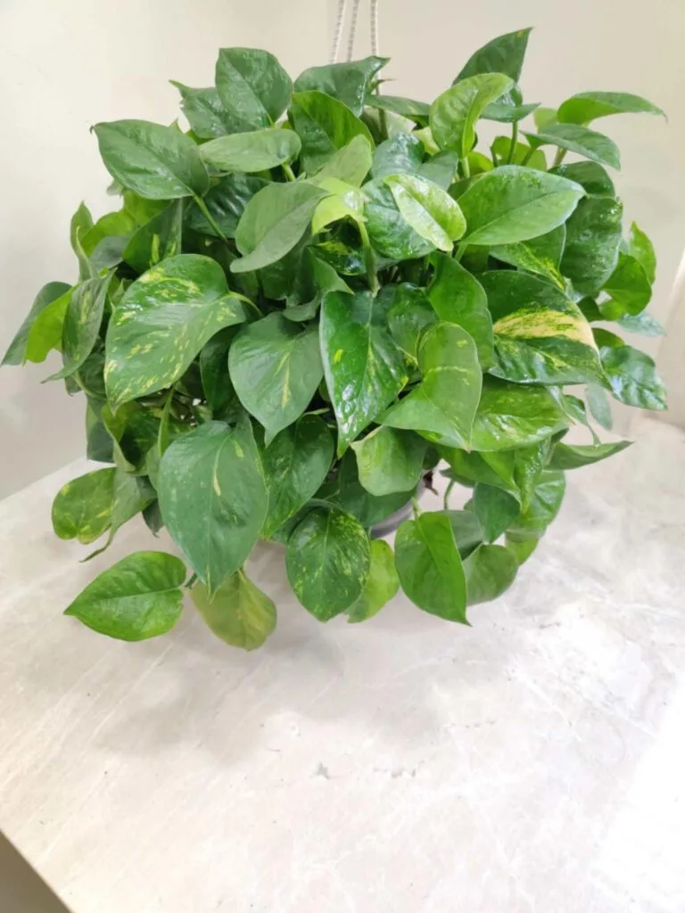 Green Pothos (Money Plant) in a hanging planter