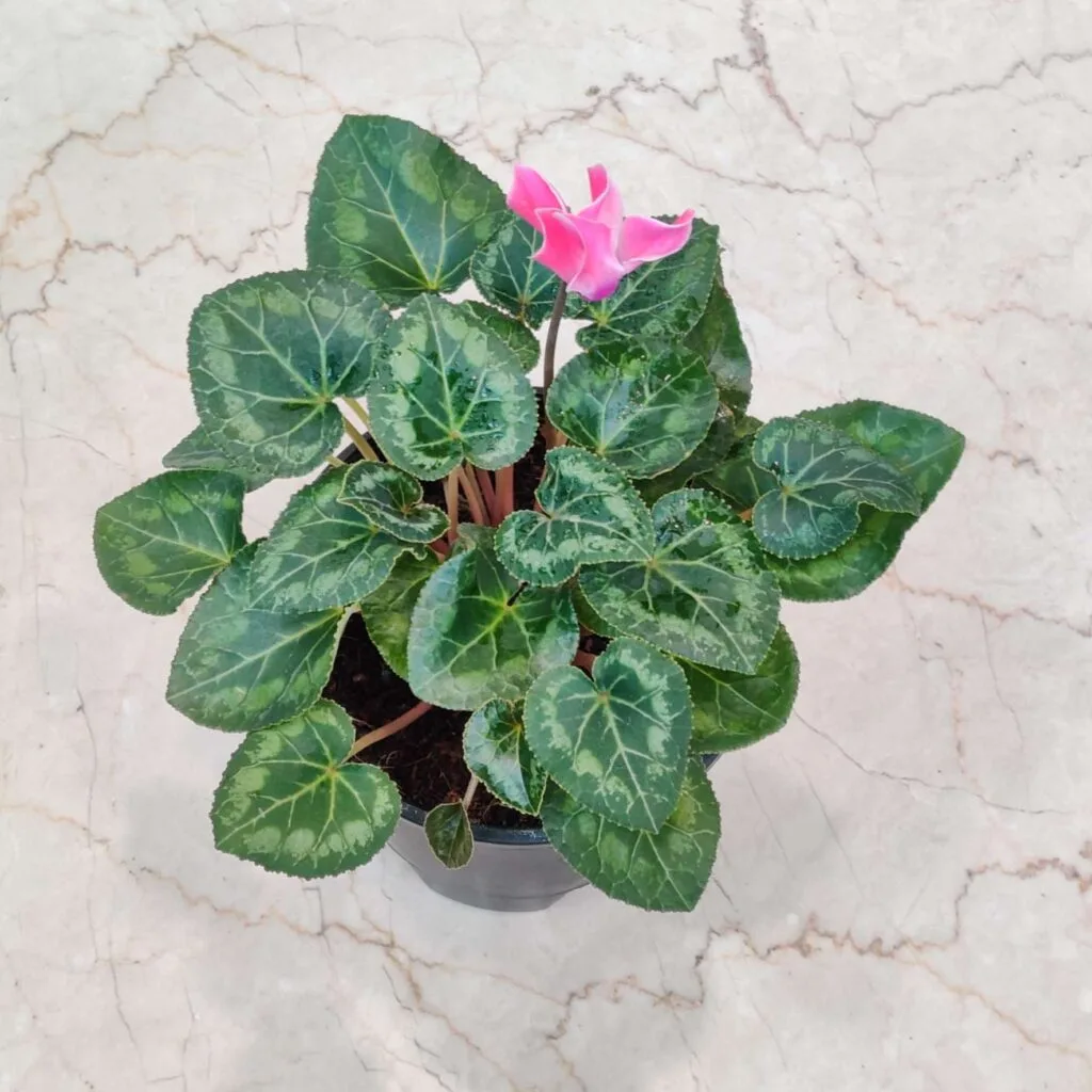 Indoor Cyclamen persicum with a pink flower in a dark pot
