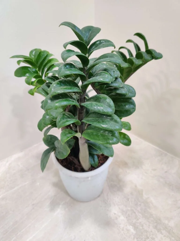 Small Zamioculcas zenzii plant for indoor decor