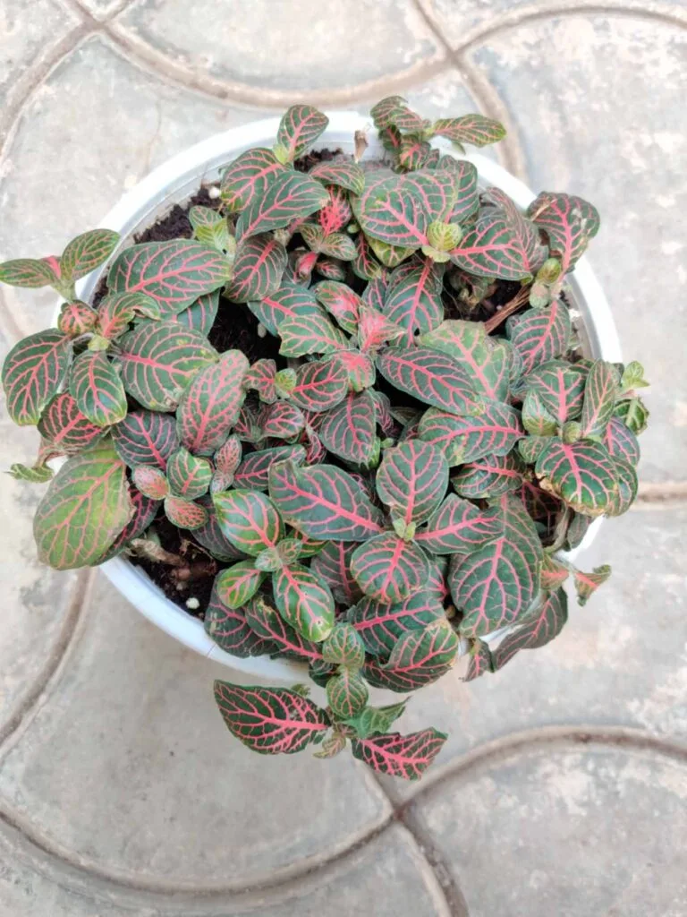 Fittonia plant, also known as a nerve plant