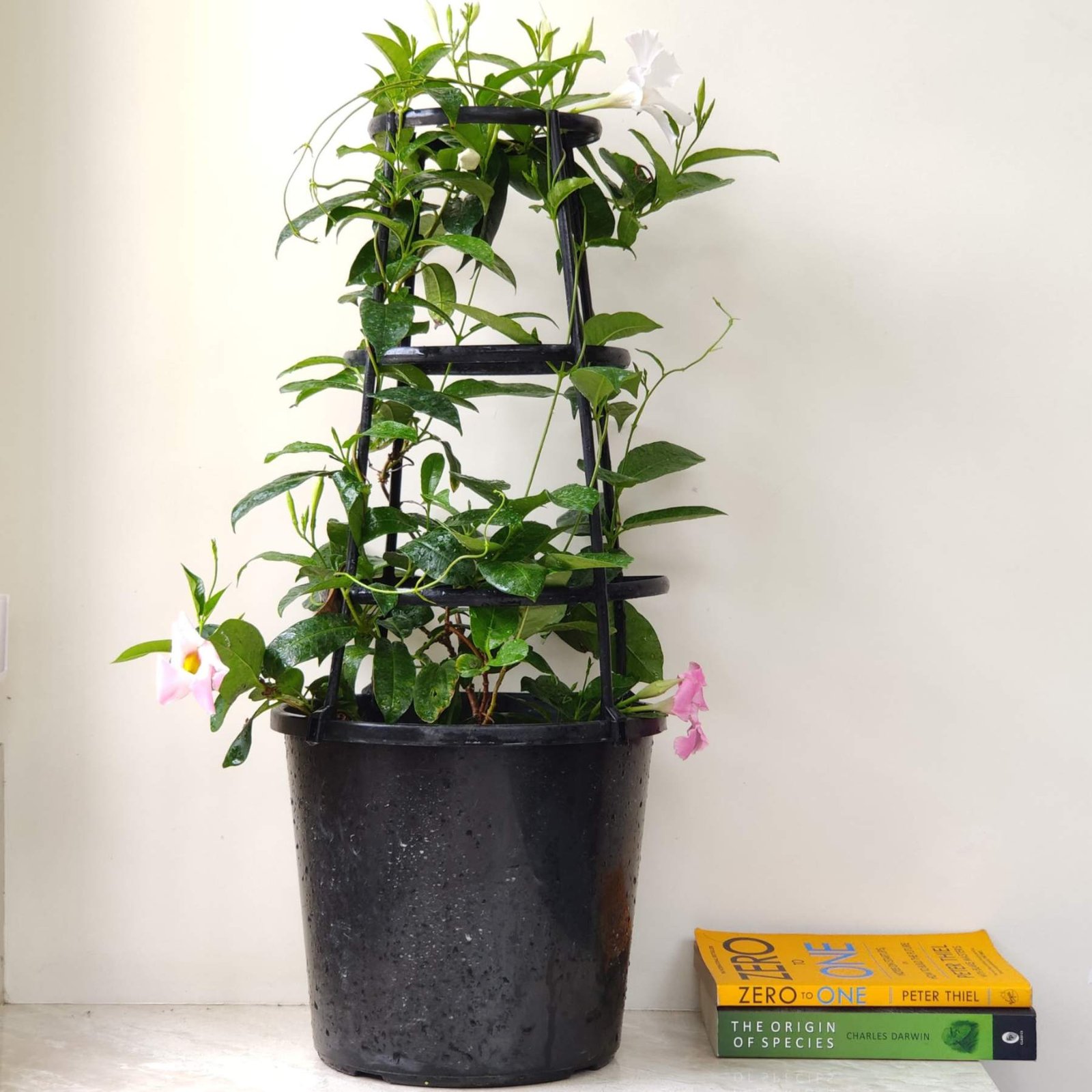 Mandevilla Plant Care: Easy Tips for Lush Blooms - sanjaynursery