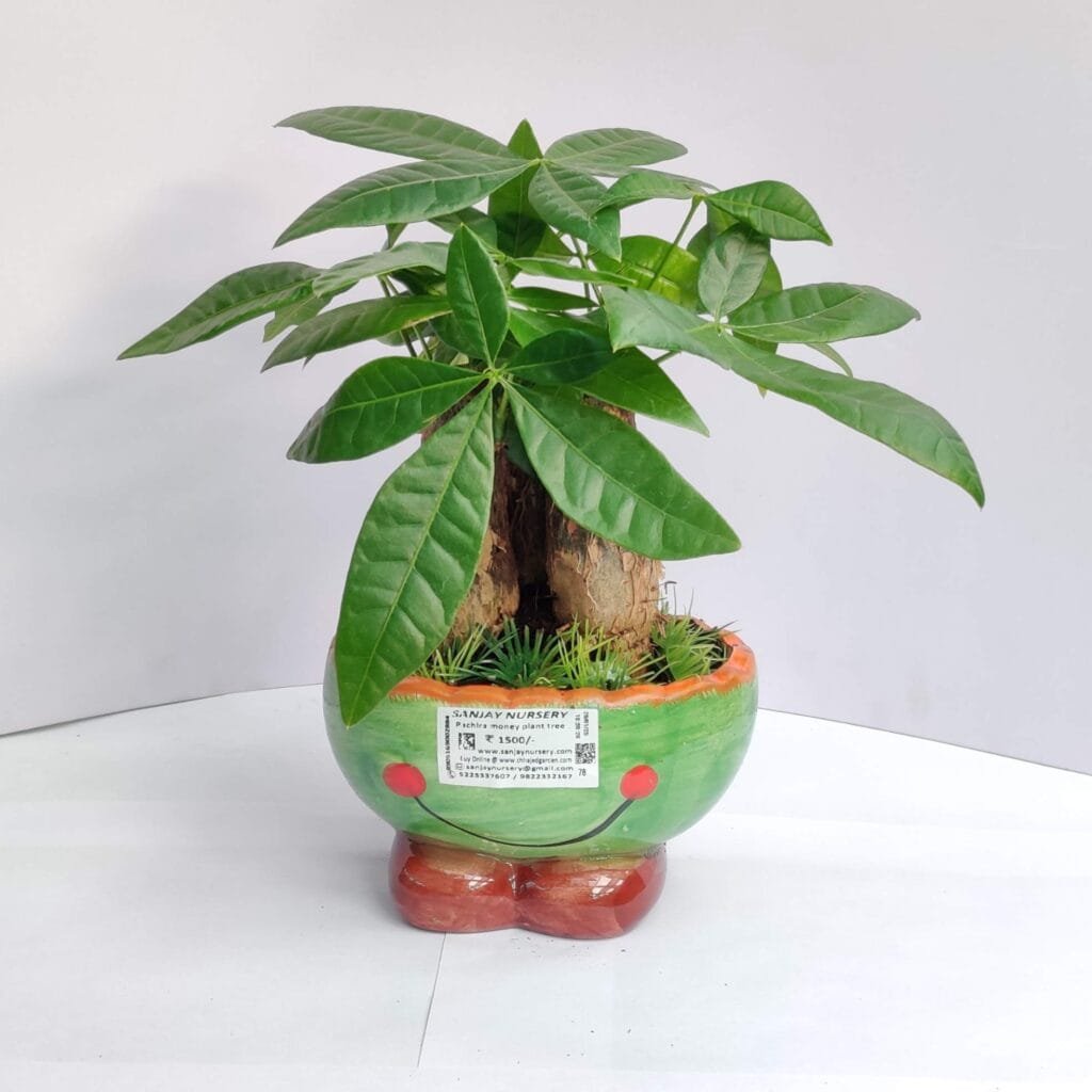 Money tree plant in a green ceramic smiley pot from Sanjay Nursery – ideal indoor plant for good luck and home decor
