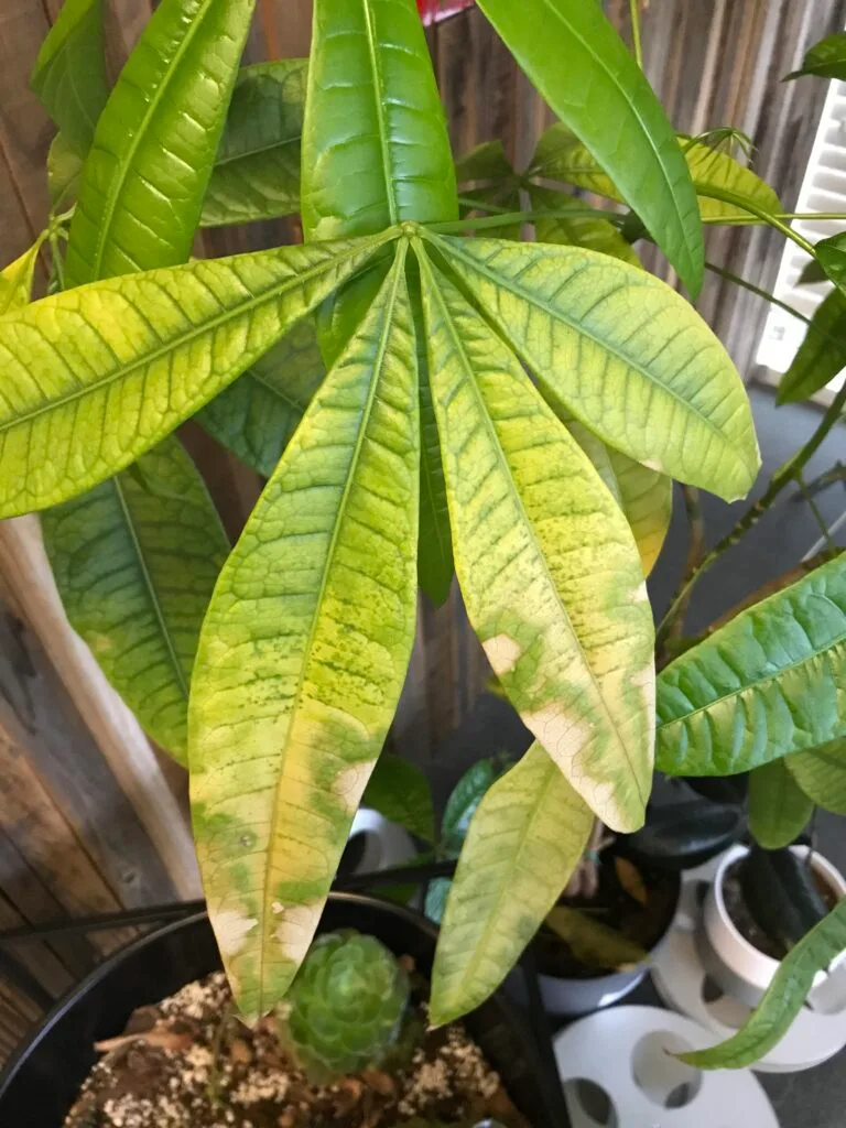 Money tree with yellowing leaves
