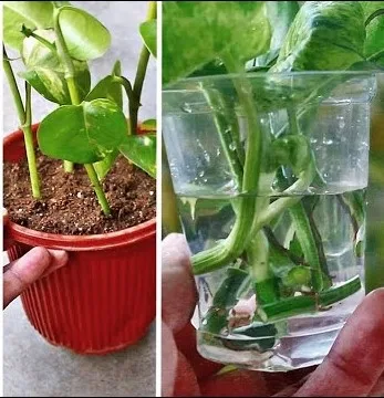 A green Money Plant growing in both water and soil