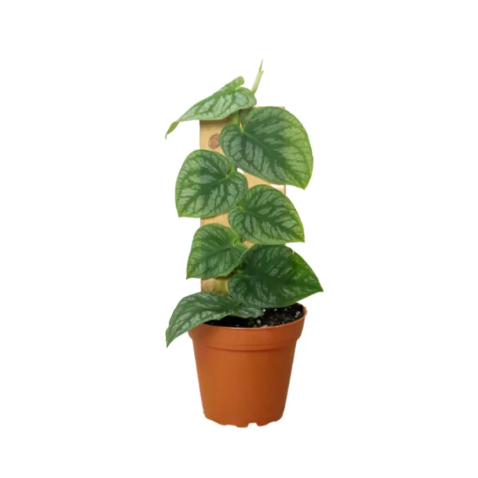 Monstera Dubia plant in a terracotta pot climbing on a wooden support, featuring lush green leaves with silver variegation