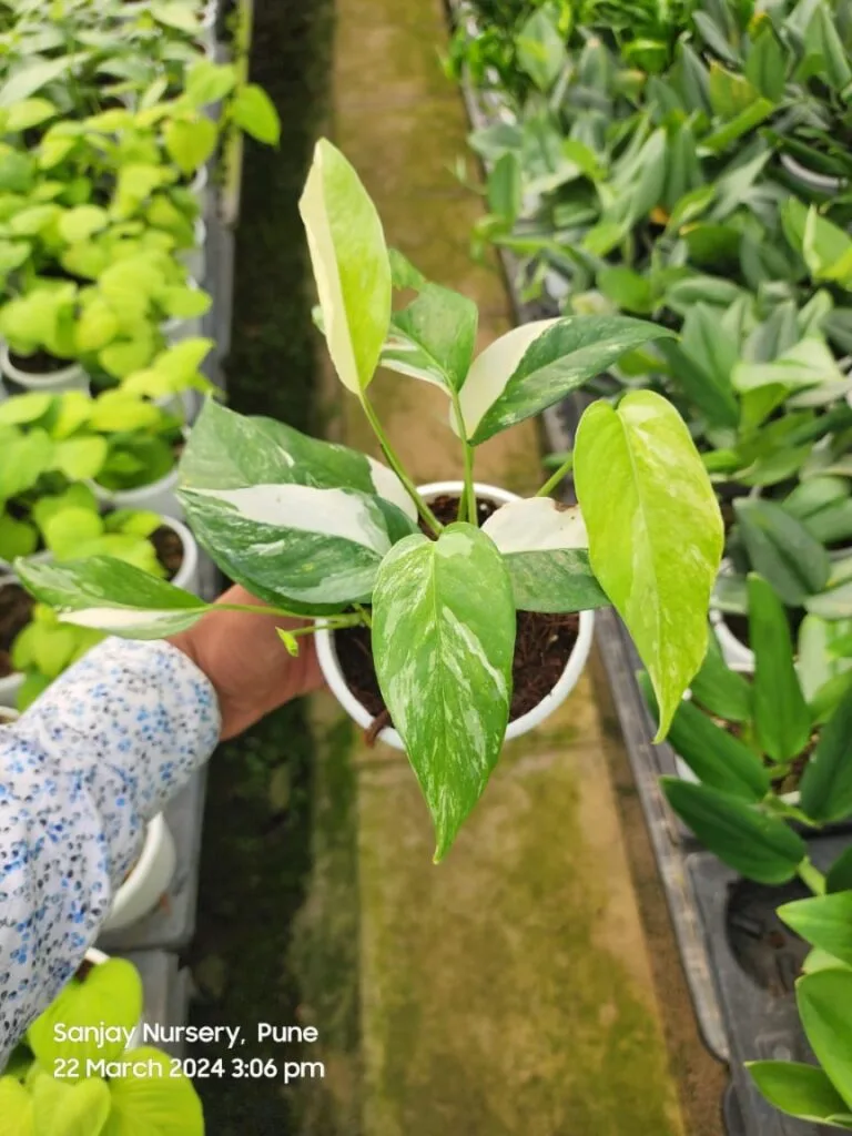 Monstera Obliqua Mayana Variegated plant in a white pot, featuring stunning green and white variegated leaves, held in hand at Sanjay Nursery, Pune