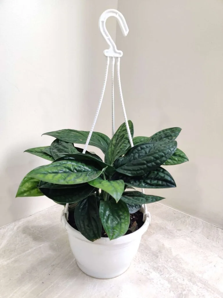 Monstera Peru plant in a white hanging pot, featuring glossy, textured green leaves