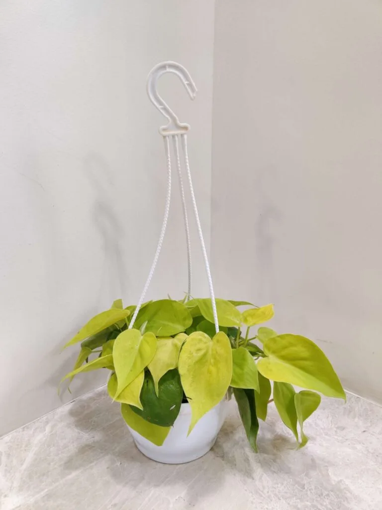 Oxy Golden Cardium Plant in a Hanging Basket