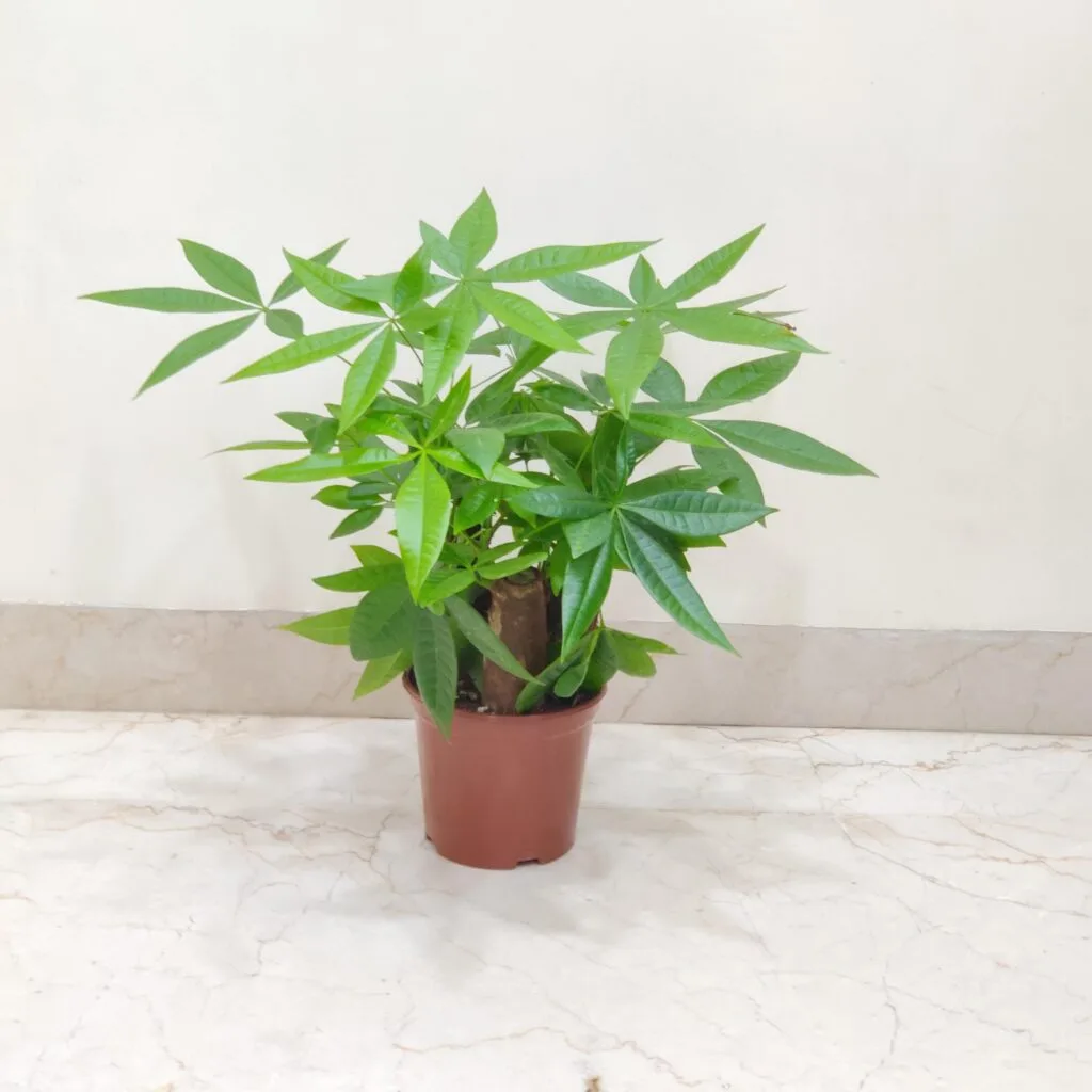 well-maintained Pachira aquatica (Money Tree)